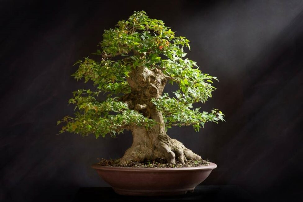 ficus bonsai przesadzanie