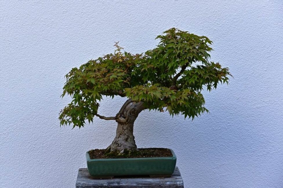 przesadzanie drzewka bonsai